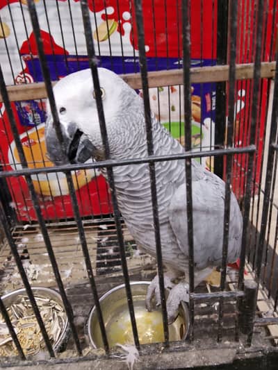 African grey