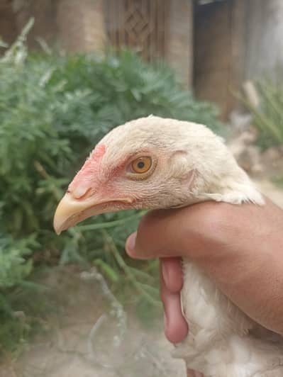 sell aseel hera male