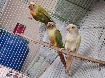 cremino/lutino conure