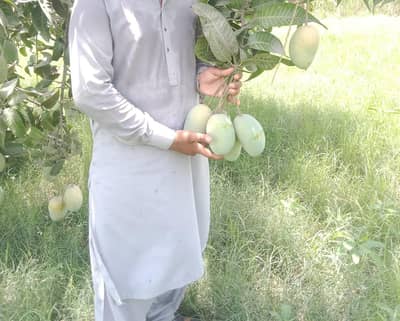 chaunsa mango with delivery available
