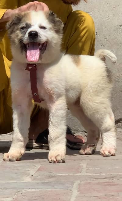 bakharwal dog | bakharwal | bakharwal male puppy |security dog