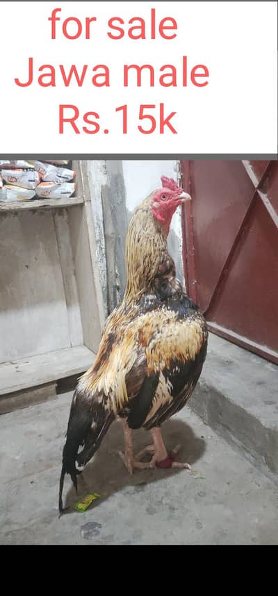 black shajri madi 03178910741 Jawa male