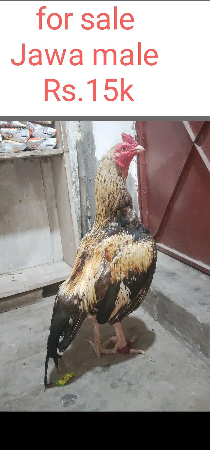 black shajri madi 03178910741 Jawa male — photo 2