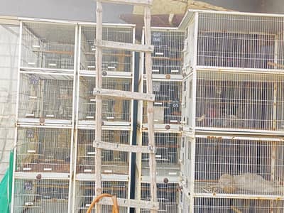 Bird Cage for Lovebirds, Doves, Java Sparrows and small birds like it.