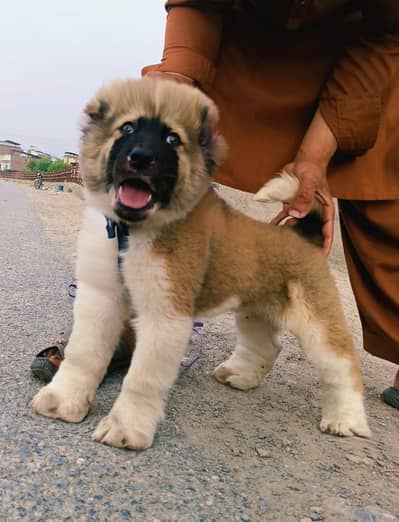 kangal puppy | Turkish kangal | kurdish kangal | kangal dog | kangal