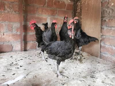 Pure Mianwali aseel hens and astrolorp chicks