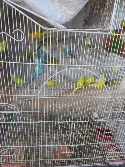 10 pairs Red-Eyed breeder budgies+ 1 cocktail 1+ lovebird + 2×2 ft cag