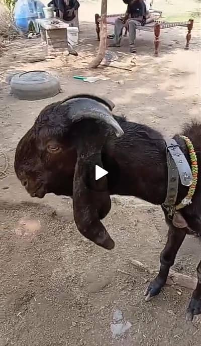 Beetal Bakri Gaban Pragnant