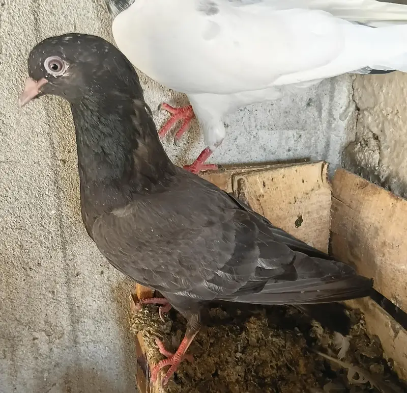 Breeder pairs — photo 2