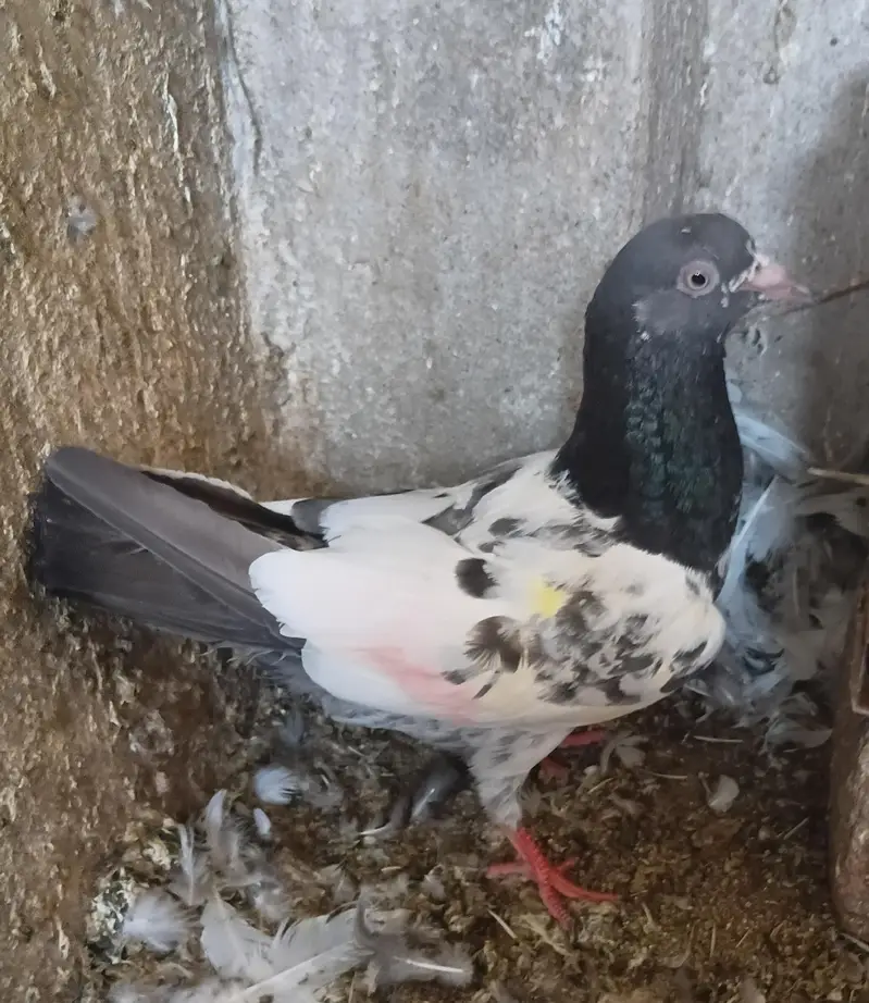 Breeder pairs — photo 3