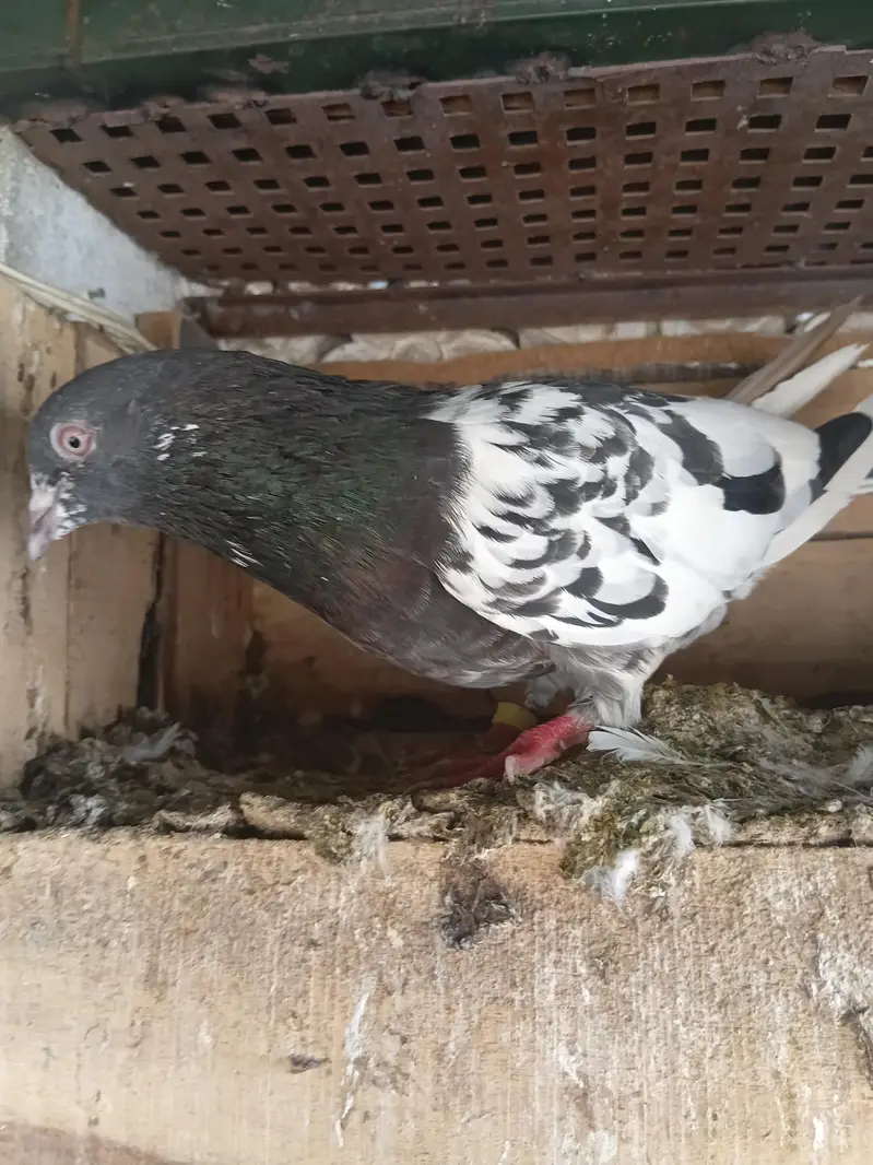 Breeder pairs — photo 7