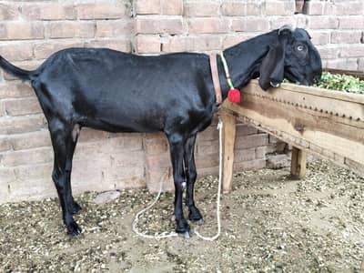 black betal bakri