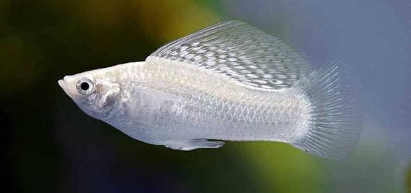 White Molly Fish Breeder Pairs For Sale