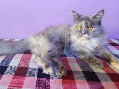 Persian Vaccinated Male and female