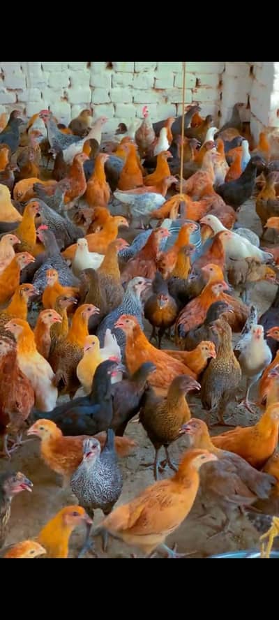golden misri | desi hens |golden misri pathi |misri pathi |desi murghi
