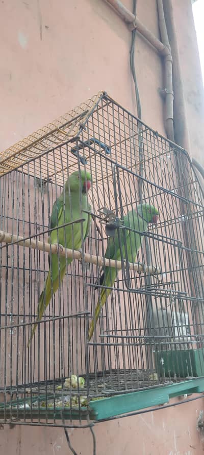 Green parrot Pair