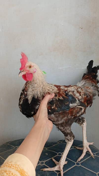 murgi murga