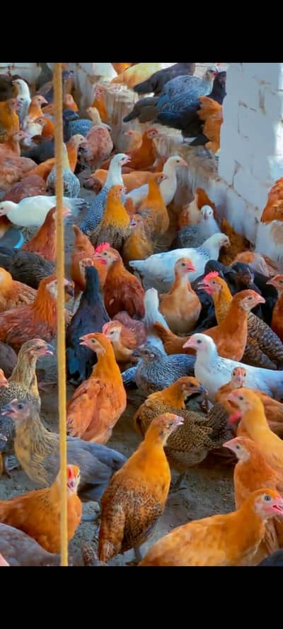 golden misri | desi hens |golden misri pathi |misri pathi |desi murghi