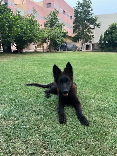 Long coat Black German shepherd Female