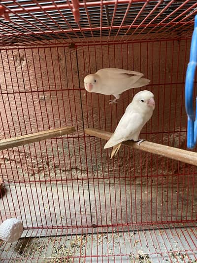 Pair+eggs+box