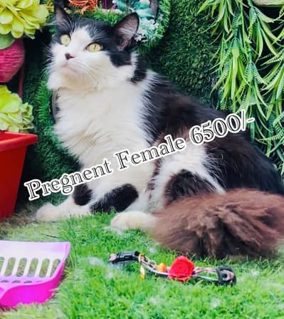 Pregnent female cat  03054978053