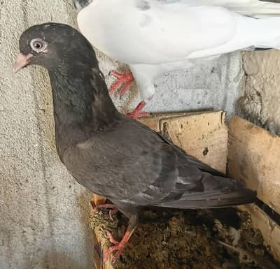 Breeder pairs