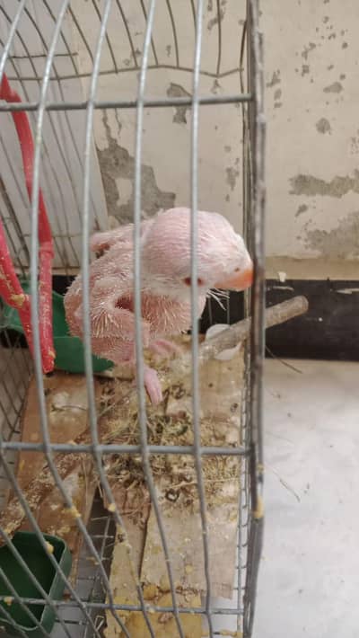 White Albino chick