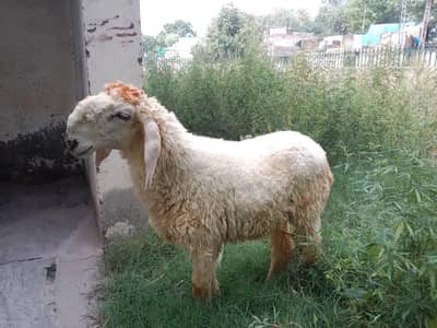 chatra for sale in Lahore