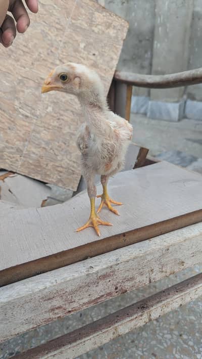 aseel heera and cheena chicks for sale 03335645074