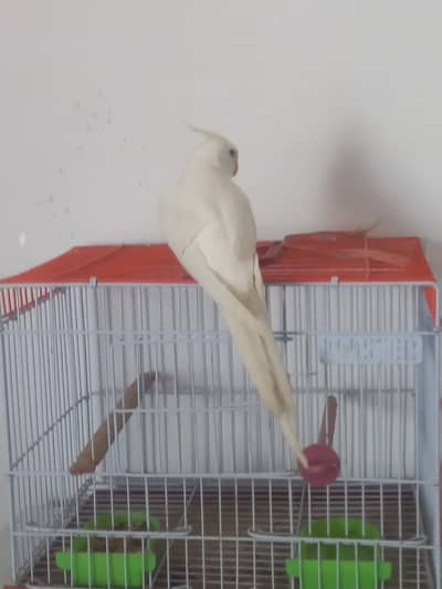 cockatiel child for sale with cage