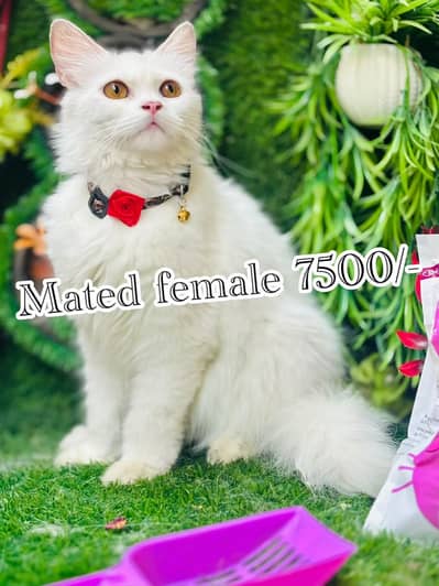 Persian female cat  03054978053