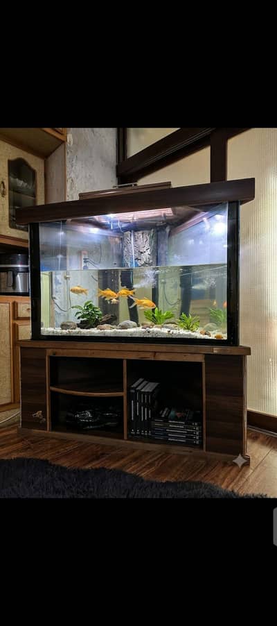 fish aquarium