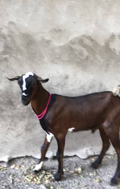 Teddy Bakra or bakri for sale anyone interested contact with me