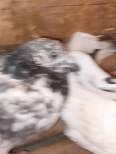 male female