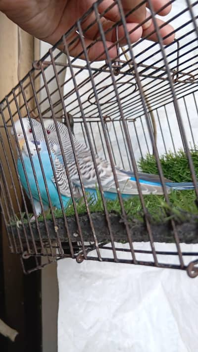 Dun Fallow Breeder Pair
