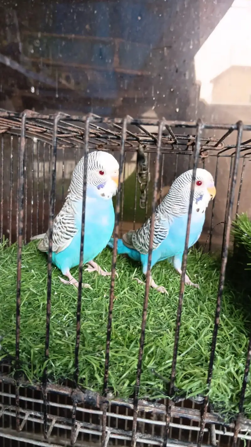 Dun Fallow Breeder Pair — photo 2