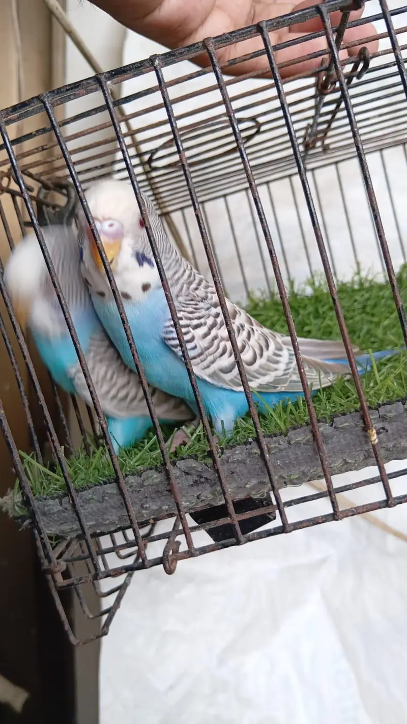 Dun Fallow Breeder Pair — photo 3