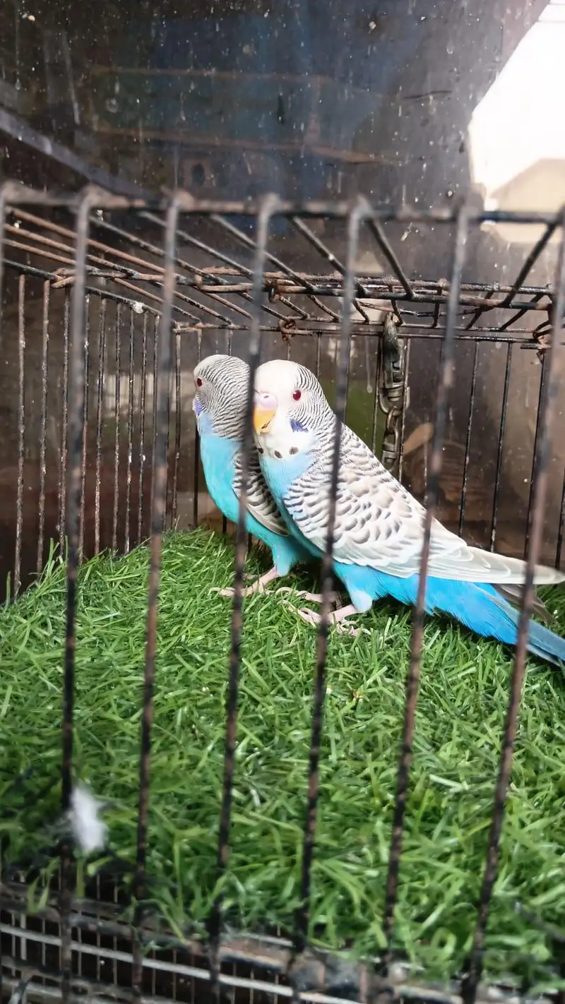 Dun Fallow Breeder Pair — photo 4