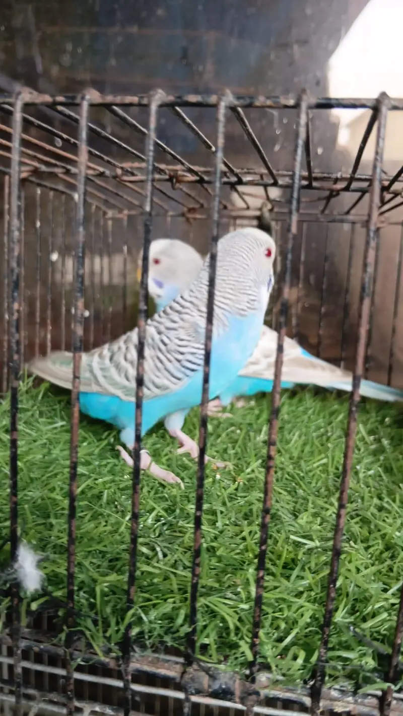 Dun Fallow Breeder Pair — photo 5