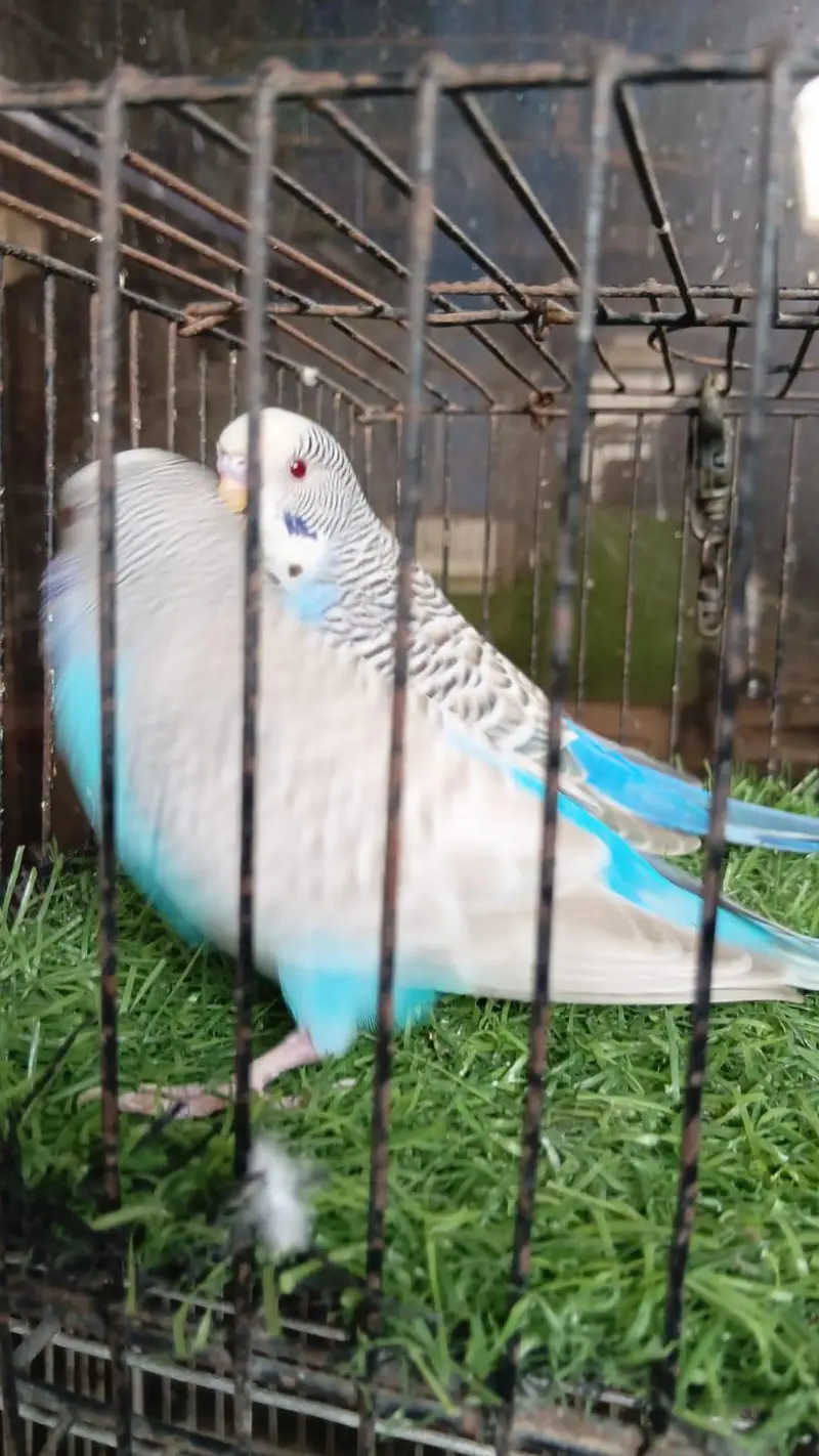 Dun Fallow Breeder Pair — photo 6