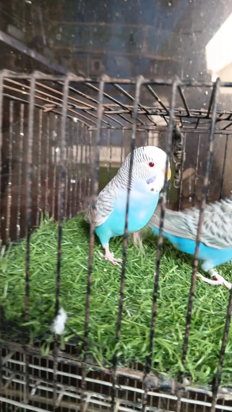 Dun Fallow Breeder Pair — photo 7