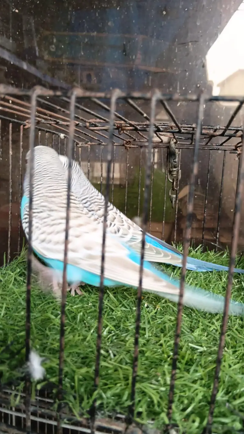 Dun Fallow Breeder Pair — photo 8