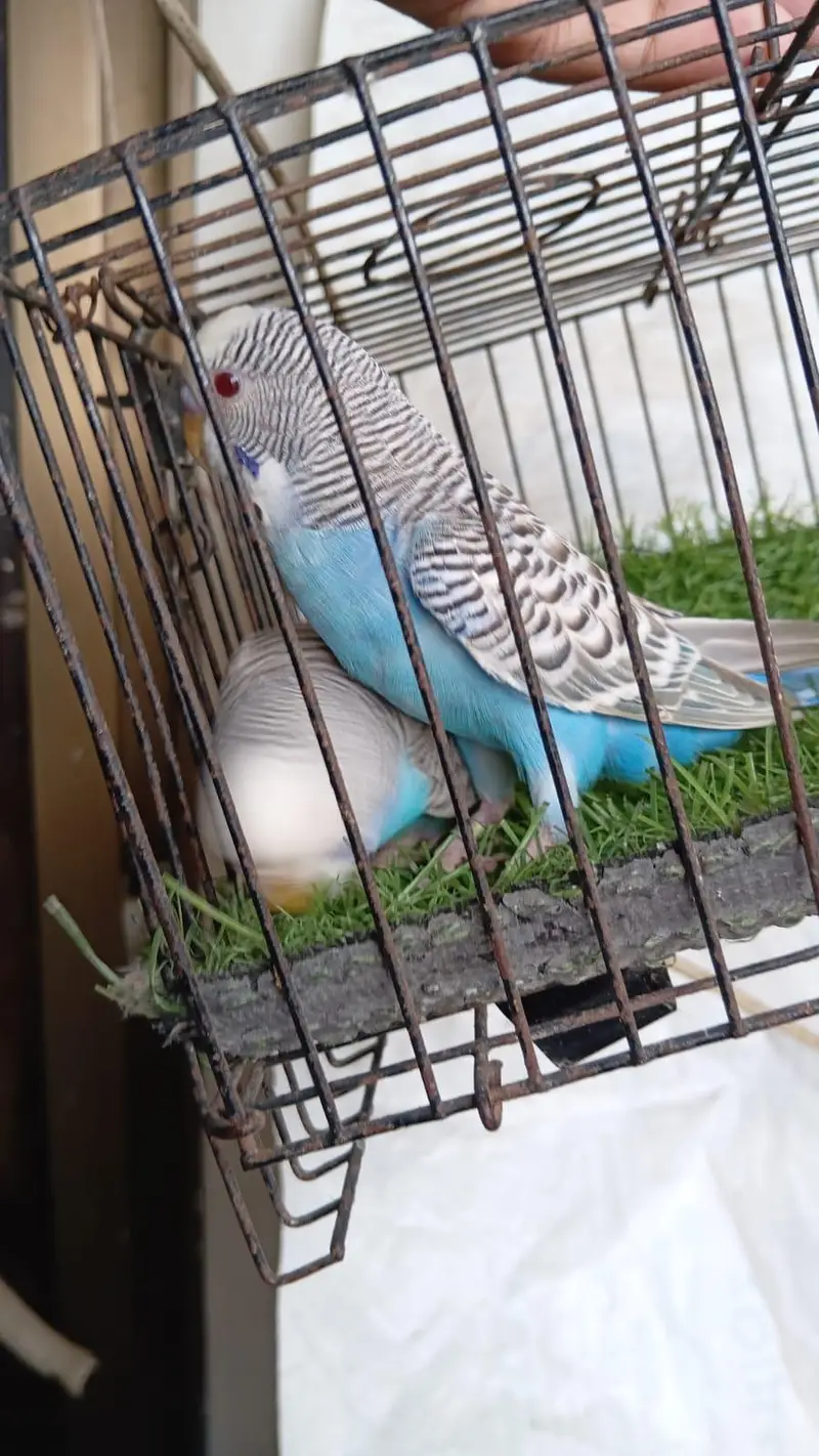 Dun Fallow Breeder Pair — photo 9