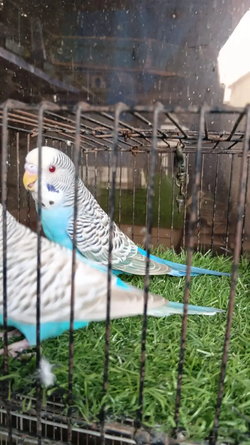 Dun Fallow Breeder Pair — photo 10