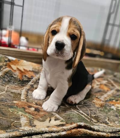 Beagle puppies pedigreed microchipped available for Import