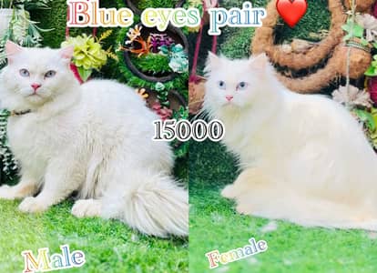 persian beautiful pair 03054978053