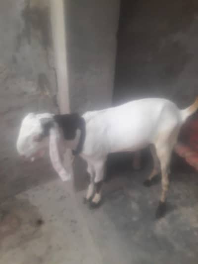 Rajanpuri Ablak Desi bakra WhatsApp 03494630682