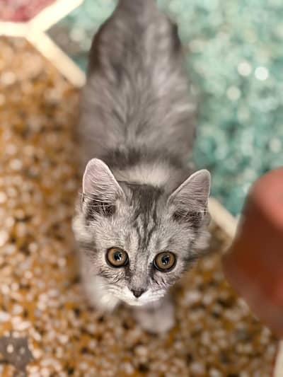 persion cats for sale