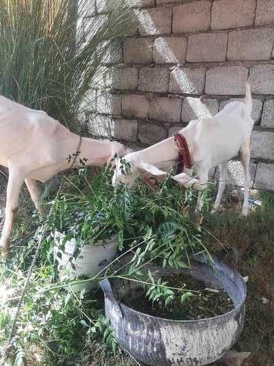 pure rajanpuri
