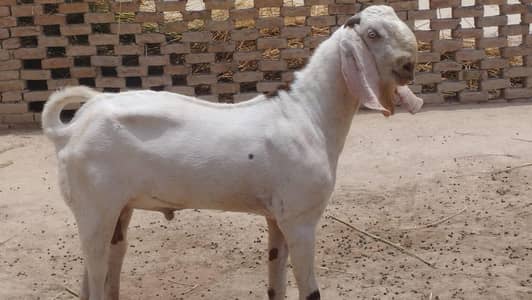 breeder bkra